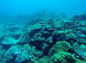 Rainbow Reef, Somosomo Straight, Fiji