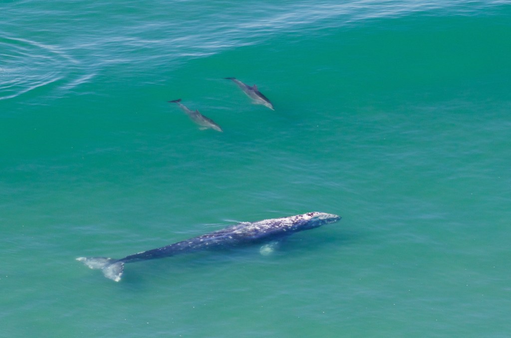 Eschrichtius Robustus